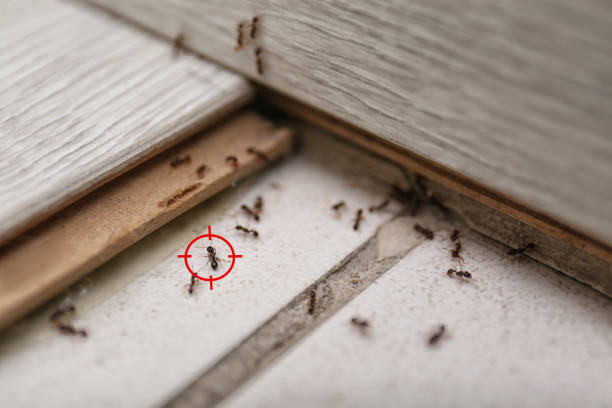 Best Mosquito Control Services  in Manistique, MI