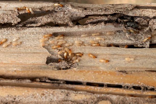 Reliable Manistique, MI Pest Control Solutions